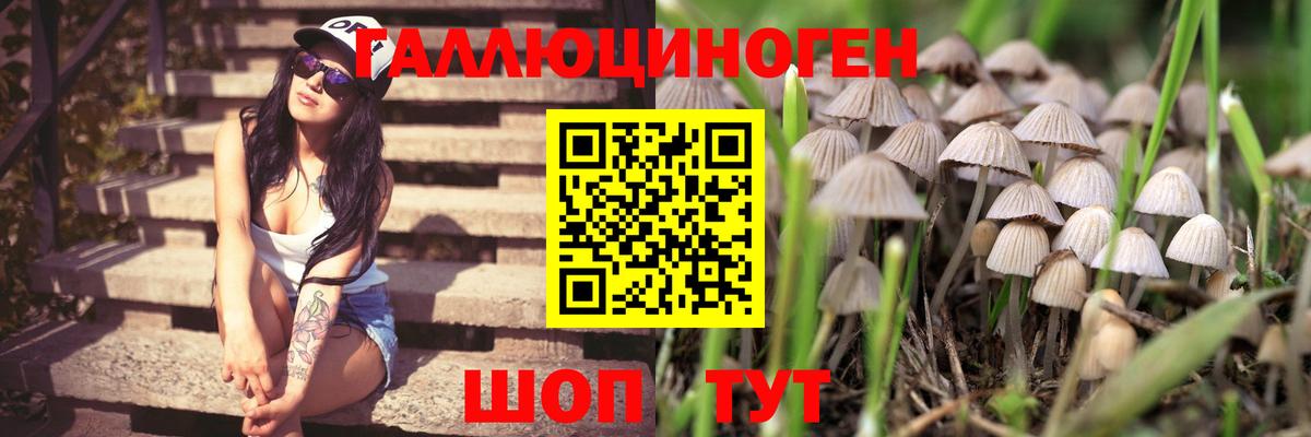 Галлюциногенные грибы Cubensis Кудымкар